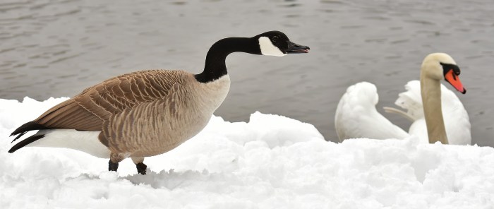 goose-3163386_1920